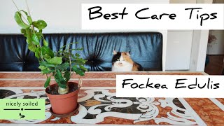 Fockea Edulis  BEST CARE TIPS for watering light esposition and everything it needs to thrive [upl. by Annawek]