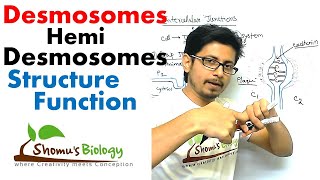 Desmosomes and hemi desmosomes [upl. by Ened601]