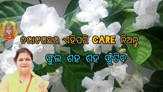 ତରାଟଗଛର ଏହିପରି care ନିଅନ୍ତୁ ଫୁଲ ଶହ ଶହ ଫୁଟିବ Double petal chandni plant care [upl. by Mir]