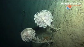 Stalked Crinoids Dominica  Chapman Expeditions [upl. by Anaert]