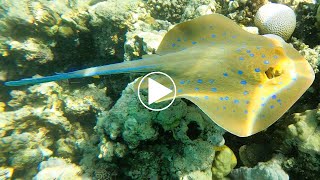 Découverte de la raie pastenague à points bleus taeniura lymma en snorkeling une rencontre magique [upl. by Birecree884]