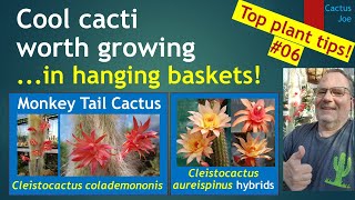 MONKEY TAIL CACTUS How to grow in hanging baskets  Cleistocactus colademononis cactuscare cacti [upl. by Ellenor]