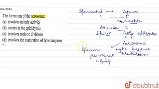 The formation of the acrosome [upl. by Wolfy612]