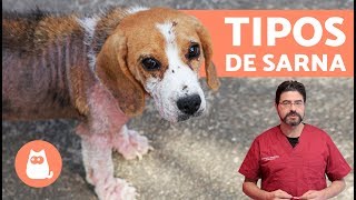 Tipos de SARNA EN PERROS [upl. by Namad]