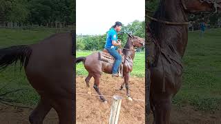 ARGOLINHA PASSOS MINAS GERAIS BRASIL 🇧🇷 argolinha horse champion [upl. by Aicetel517]