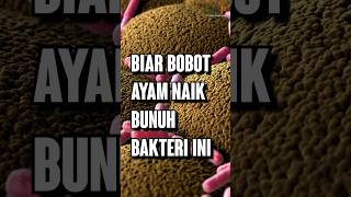 Biar BOBOT AYAM NAIK Bunuh Bakteri Ini [upl. by Arrimat]