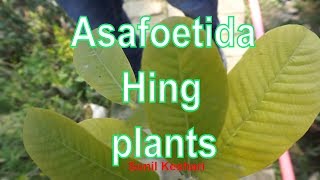 ASAFOETIDA PLANT or HING PLANTS  What are they and what do they do [upl. by Shepherd418]