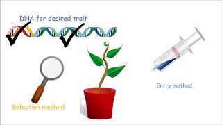 How to Make a Genetically Modified Plant [upl. by Notsnarc677]