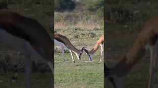 Springbok Antelopes Fighting antelopes [upl. by Renell604]