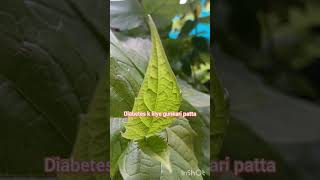 Harsingar Plant  Short video  Please like and subscribe my channel 🙏 [upl. by Tedra946]