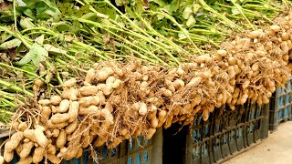 How to grow Peanuts at home with many tubers and high yield [upl. by Eudoxia]