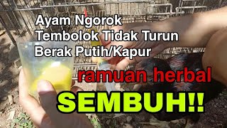 SEMBUH❗❗Obat Ayam Sakit Ngorok  Tembolok Tidak Turun  Berak Kaput [upl. by Nadab]