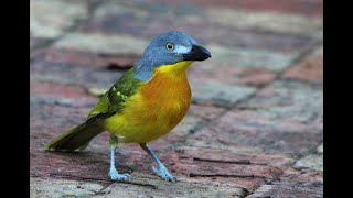 Greyheaded Bushshrike calling its long mournful call [upl. by Arndt]