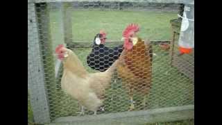 My Ancona bantams and Minorca bantams [upl. by Crotty753]