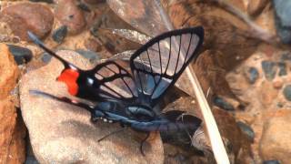 Two Chorinea species from YungasBolivia [upl. by Atinaw550]