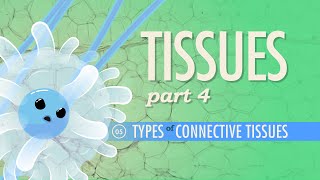 Tissues Part 4  Types of Connective Tissues Crash Course Anatomy amp Physiology 5 [upl. by Artenal15]