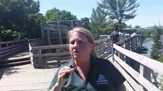 Live tour of Starved Rock State Park [upl. by Yrroc]