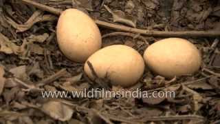 Peahen sits on her eggs in a nest scrape on the ground [upl. by Ettennod71]