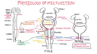 Physiology of Micturition [upl. by Bruni]