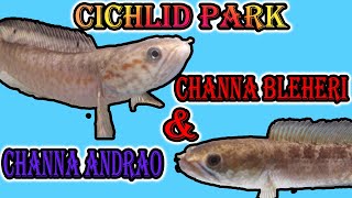 Channa Bleheri amp Channa Andrao  Cichlid Park [upl. by Reidid]