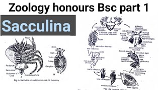 parasitic castration with reference to sacculina life cycle of sacculina bsc part 1 zoology honours [upl. by Aret]