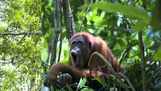 Orangutan Longcall [upl. by Pelagi465]