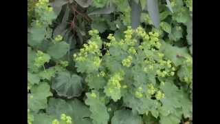 Alchemilla mollis Ladys Mantle [upl. by Wynnie]