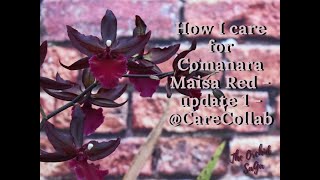 How I care for my Colmanara Maisa Red  Update 1  CareCollab [upl. by Bigot]