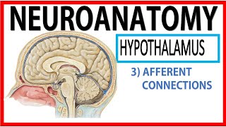 Hypothalamus4 [upl. by Chemarin]