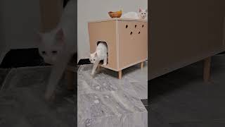 Dual Purpose Cat litter BoxTable and litter in one A Smart Space Solution cat youtubeshorts [upl. by Eelyah583]