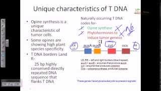 Ti plasmid and T DNA [upl. by Elenaj]