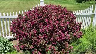 WINE amp ROSES® Weigela  Garden Crossings [upl. by Alleuqram]