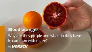 HORSCH  Why are blood oranges purple and what do they have in common with maize [upl. by Merill717]