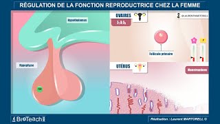 La régulation de la fonction reproductrice chez la femme [upl. by Zielsdorf]