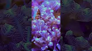 Mesmerizing Anthelia A Beautiful Addition to Your Reef Aquarium shorts [upl. by Tigdirb]