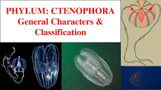 Ctenophora  Phylum Ctenophora  Characters and classification of Ctenophora [upl. by Torruella]