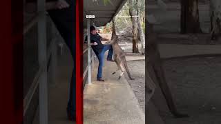 Tourist fights off feisty kangaroo in Australia Shorts Australia Kangaroo AnimalPark BBCNews [upl. by Tergram882]