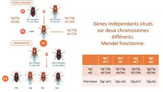 Gènes indépendants gènes liés avec ou sans Crossing over [upl. by Milissent]