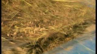 Rice farm in the Mekong Delta Vietnam by Asiatravelcom [upl. by Atinel]