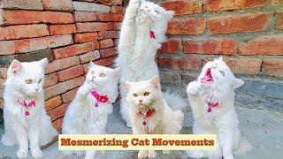 Mesmerizing Cat Movements Top 10 Ranked [upl. by Emeric]