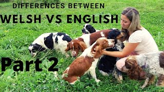 Welsh Springer Spaniel vs English Springer Spaniel [upl. by Irmo296]