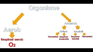 Perbandingan Respirasi Aerob Anaerob dan Fermentasi [upl. by Ekalb]