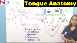 Tongue  Accessory digestive organ  Digestive System  Nursing lecture [upl. by Alleahcim]