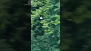 Belted Kingfisher calling and flying at river nature wildlife kingfisher [upl. by Ecire148]