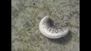 Oman sea cucumber Holothuria scabra in motion by Khalfan Al Rashdi [upl. by Atinauj412]