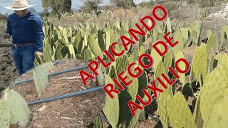 Nopal Forrajero En Época de Sequia Aplicando Riego de Auxilio [upl. by Bil811]