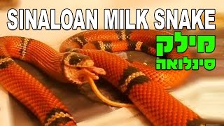 נחש מילק סינלואה Lampropeltis triangulum sinaloae Sinaloan Milk Snake [upl. by Nyar891]