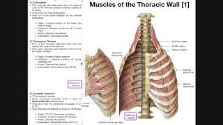 Muscles of the Thoracic Wall [upl. by Meghan]