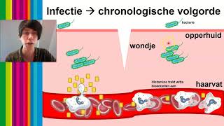 Vwo 56  Biologie  Afweer H1621  6 Humorale immuniteit  totaaloverzicht imuunrespons §3 [upl. by Berlyn]