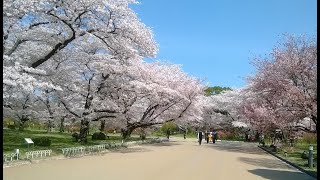 定點賞櫻—日本の櫻  HD畫質 1080p  京都府立植物園  Discover Nippon， Cherry Blossoms ，劉達裕。 [upl. by Ilrahc859]